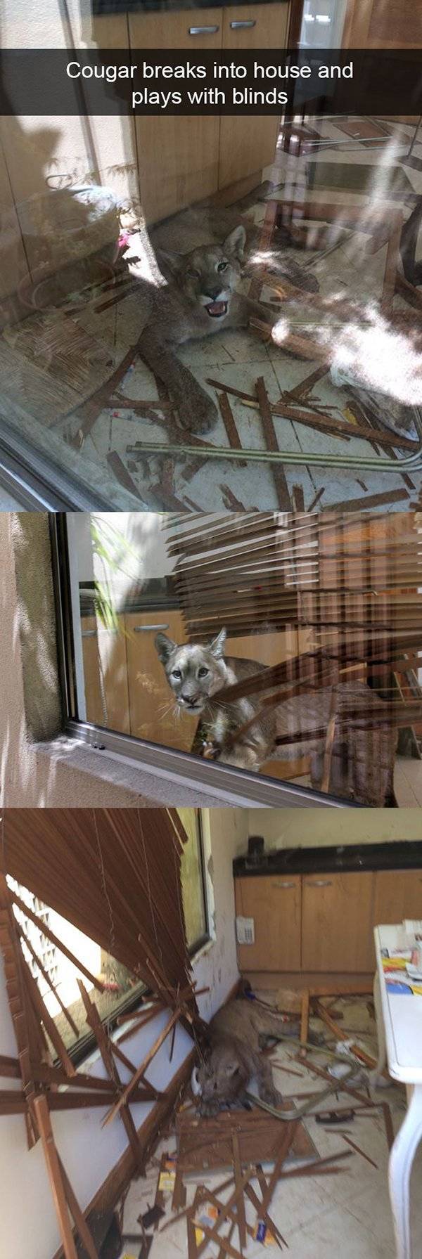 Funny Animal Photos On Snapchat (45 pics)