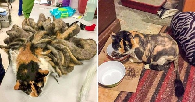 How Shelter Animals Have Changed (14 pics)