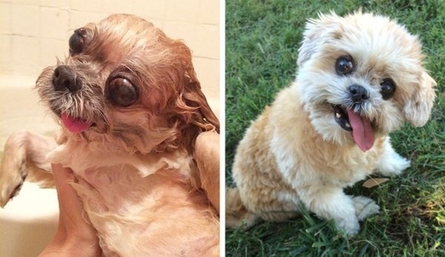 How Shelter Animals Have Changed (14 pics)