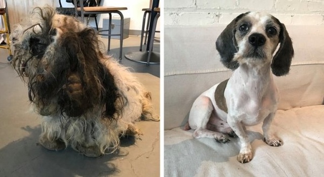 How Shelter Animals Have Changed (14 pics)