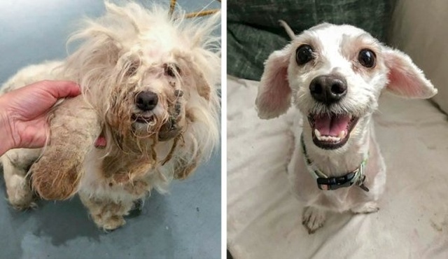 How Shelter Animals Have Changed (14 pics)