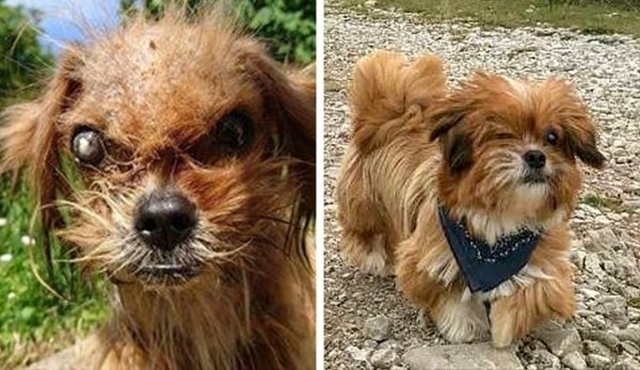 How Shelter Animals Have Changed (14 pics)