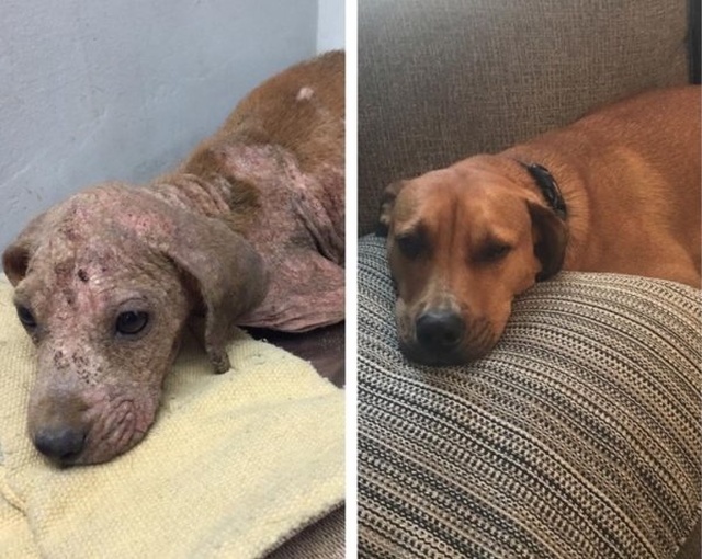 How Shelter Animals Have Changed (14 pics)