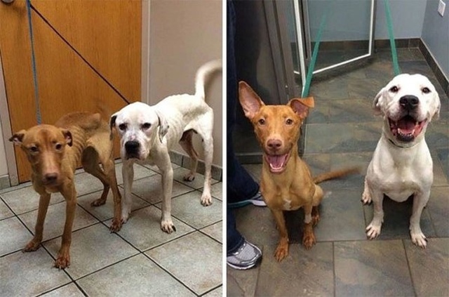 How Shelter Animals Have Changed (14 pics)