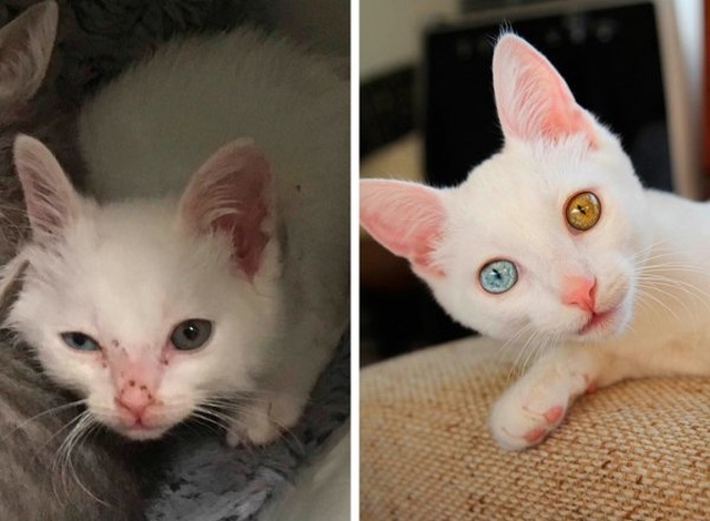 How Shelter Animals Have Changed (14 pics)