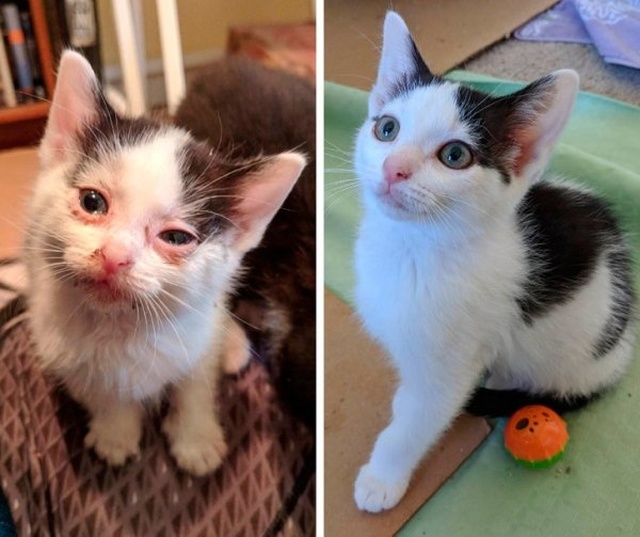 How Shelter Animals Have Changed (14 pics)