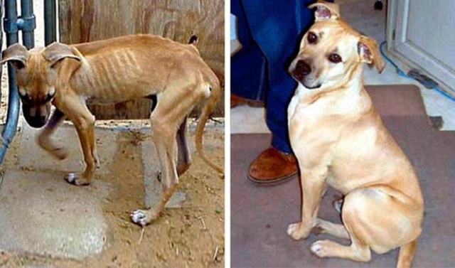 How Shelter Animals Have Changed (14 pics)