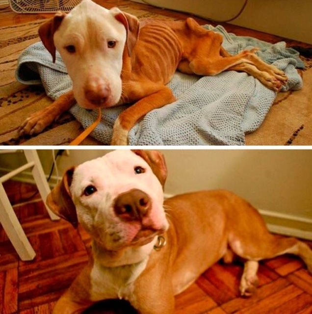 How Shelter Animals Have Changed (14 pics)