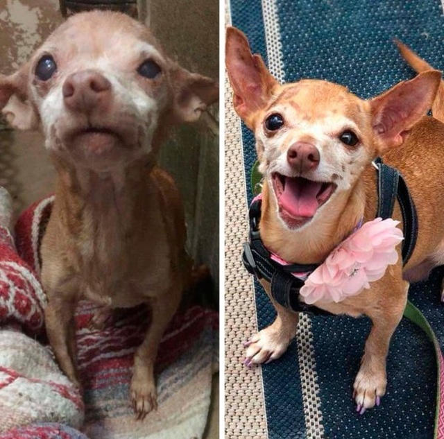 How Shelter Animals Have Changed (14 pics)