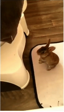 Acid Gifdump, October 17, 2018 (25 gifs)