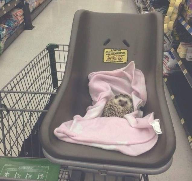 Funny Shopping Pictures (18 pics)