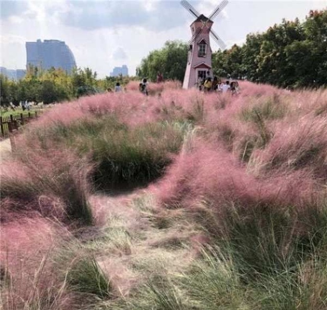 Tourists Almost Destroyed A Beautiful Pink Field (5 pics)