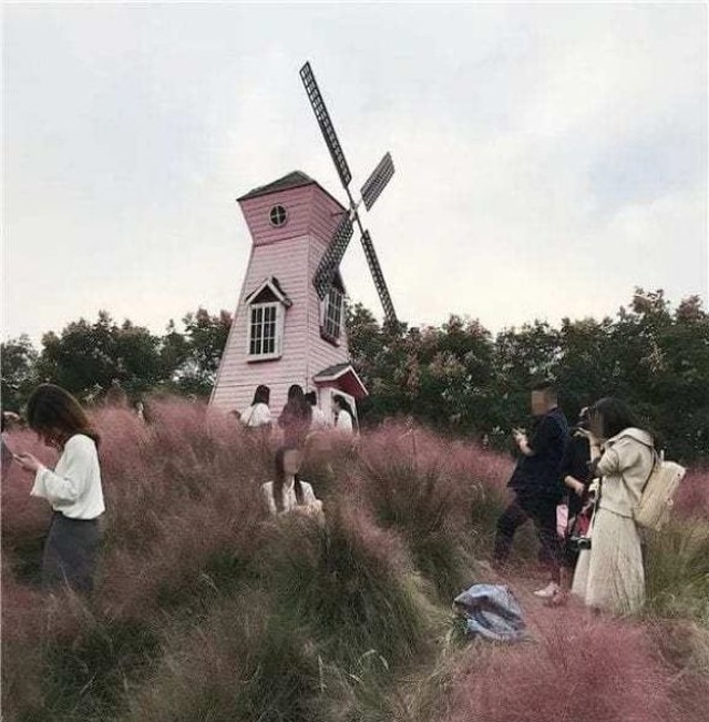 Tourists Almost Destroyed A Beautiful Pink Field (5 pics)