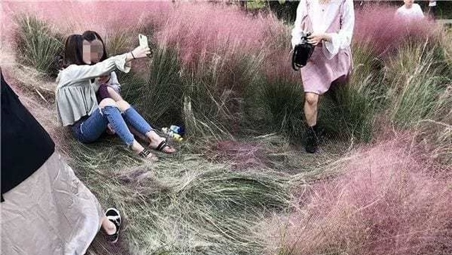 Tourists Almost Destroyed A Beautiful Pink Field (5 pics)