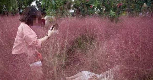 Tourists Almost Destroyed A Beautiful Pink Field (5 pics)