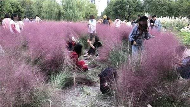 Tourists Almost Destroyed A Beautiful Pink Field (5 pics)