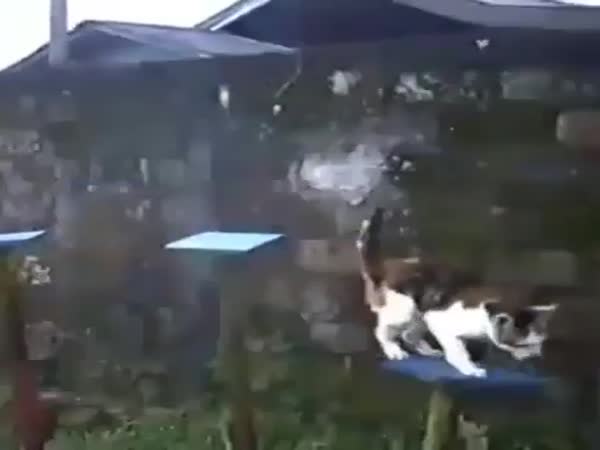 Its Time For Catto Parkour