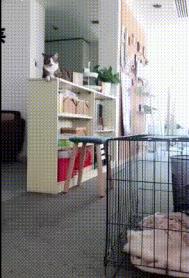 Acid Gifdump, October 18, 2018 (25 gifs)