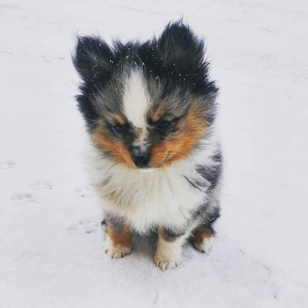 The Cutest Puppy Contest Winners (40 pics)
