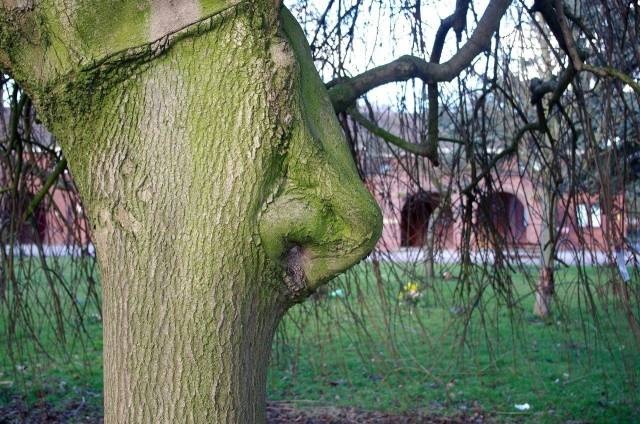 Acid Picdump (121 pics)