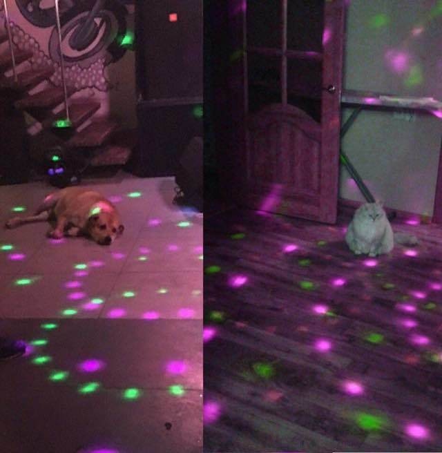 Acid Picdump (121 pics)