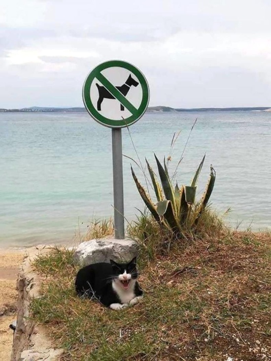 Acid Picdump (121 pics)