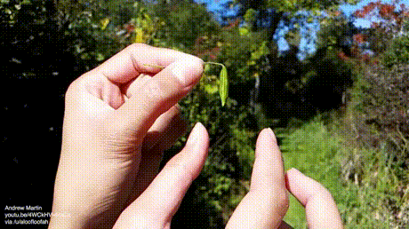Acid Gifdump, October 19, 2018 (25 gifs)