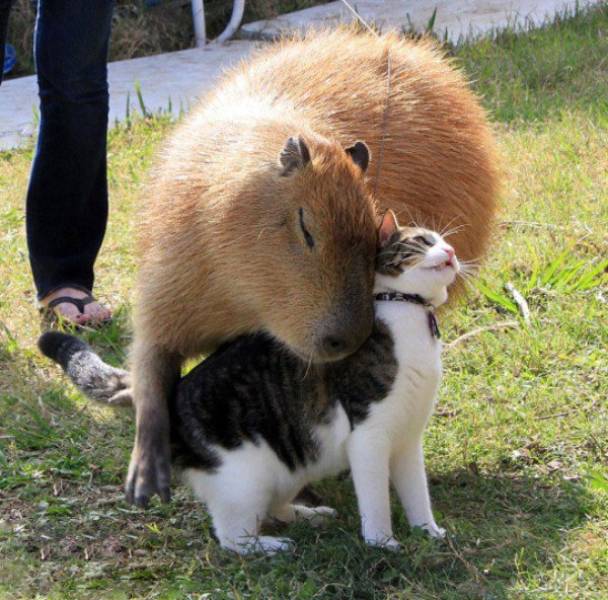 Animal Friendship (27 pics)