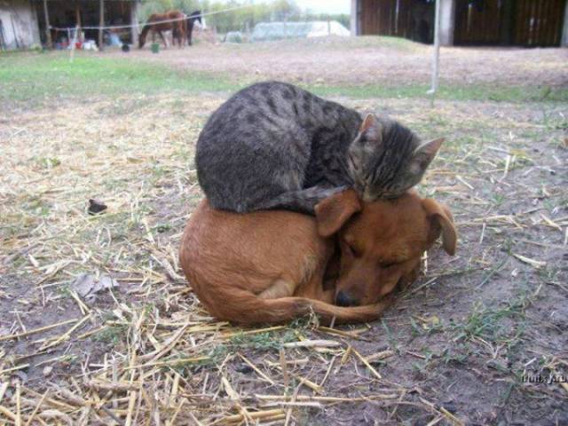 Animal Friendship (27 pics)