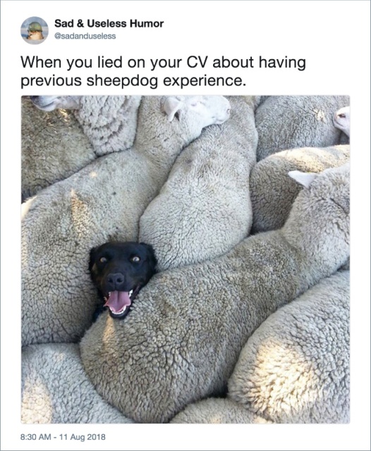 Funny Tweets About Dogs (20 pics)