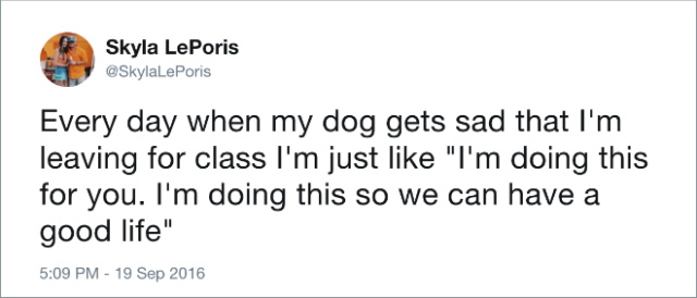 Funny Tweets About Dogs (20 pics)