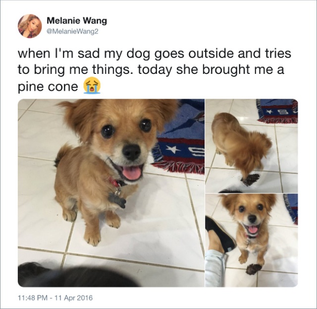 Funny Tweets About Dogs (20 pics)