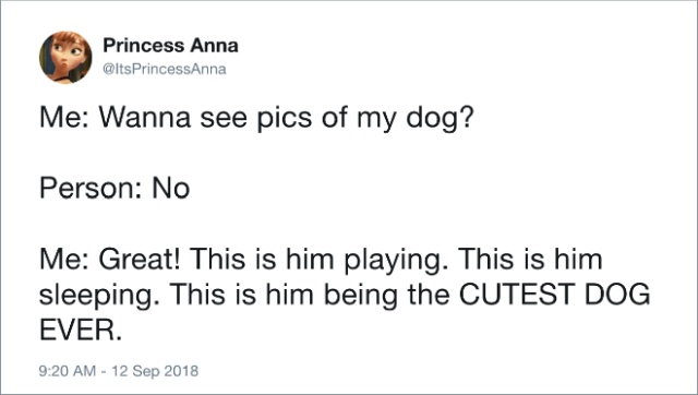 Funny Tweets About Dogs (20 pics)
