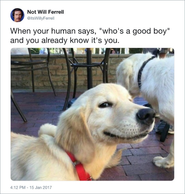 Funny Tweets About Dogs (20 pics)