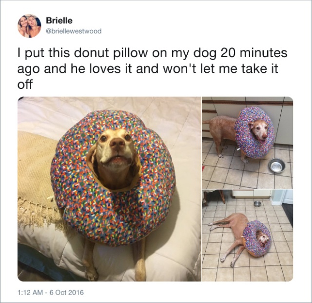 Funny Tweets About Dogs (20 pics)