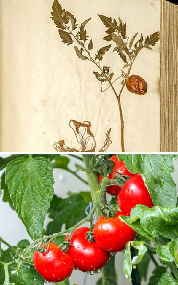 Fruits And Vegetables In The Past (7 pics)