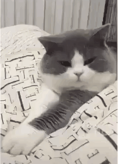 Acid Gifdump, October 23, 2018 (25 gifs)
