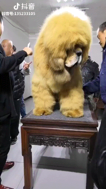 Acid Gifdump, October 23, 2018 (25 gifs)