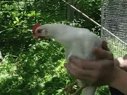 Acid Gifdump, October 23, 2018 (25 gifs)