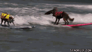 Acid Gifdump, October 23, 2018 (25 gifs)
