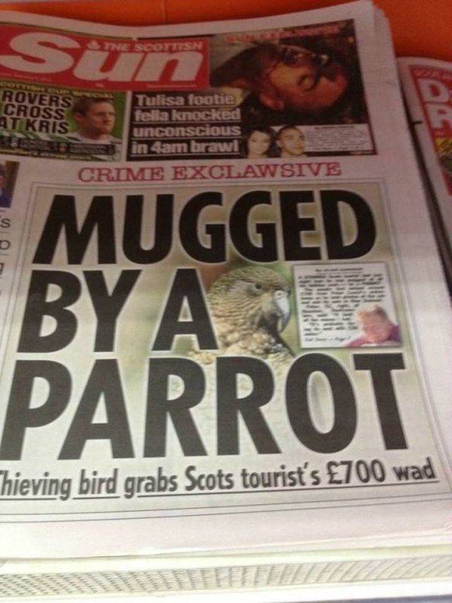 Strange Headlines (49 pics)