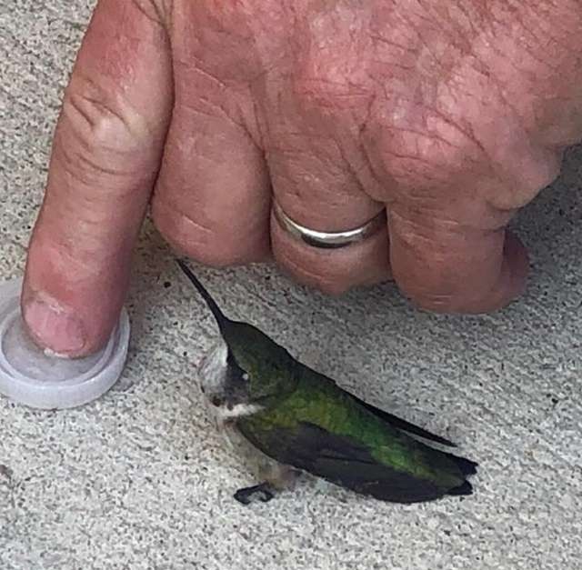 Rescuing A Hummingbird (3 pics)