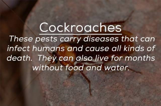 These Bugs Can Be Deadly (25 pics)