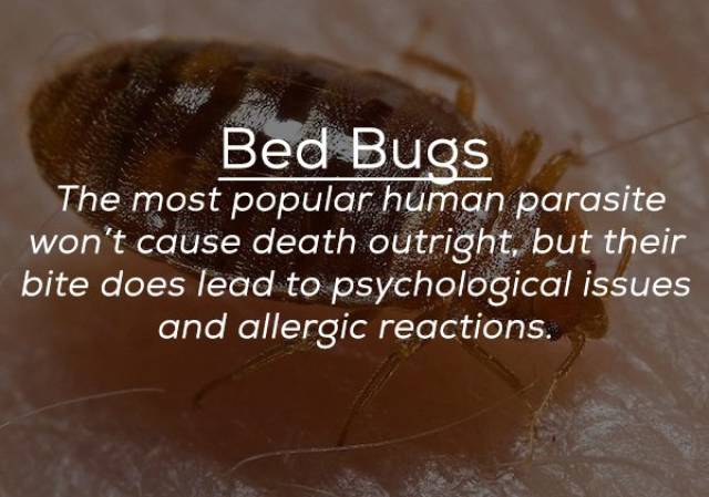 These Bugs Can Be Deadly (25 pics)