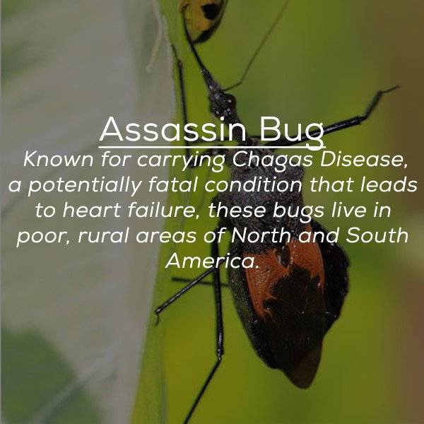 These Bugs Can Be Deadly (25 pics)