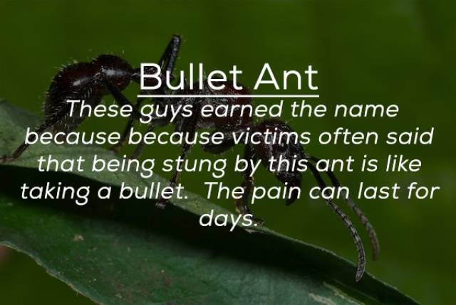 These Bugs Can Be Deadly (25 pics)