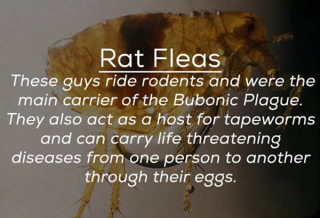 These Bugs Can Be Deadly (25 pics)