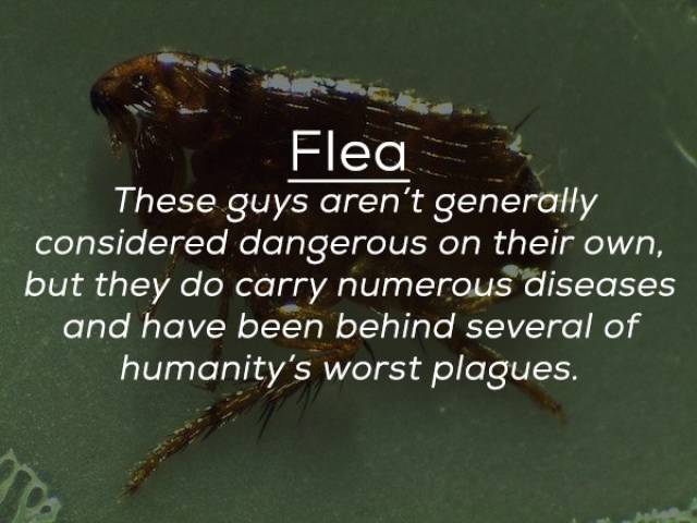 These Bugs Can Be Deadly (25 pics)