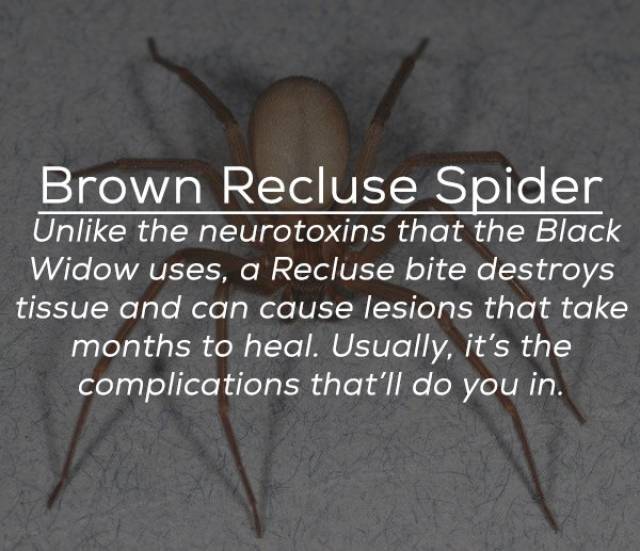 These Bugs Can Be Deadly (25 pics)