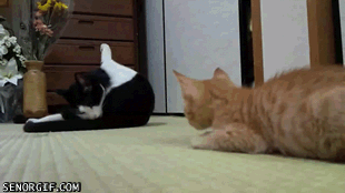 Acid Gifdump, October 24, 2018 (25 gifs)